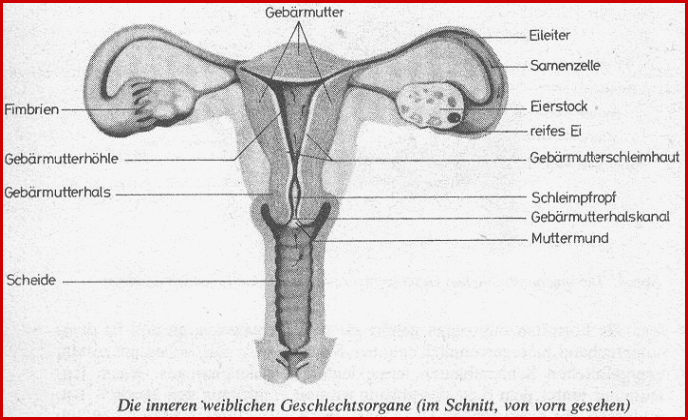 Biologieschulung 18 26 2 2007 Der Weibliche Zyklus