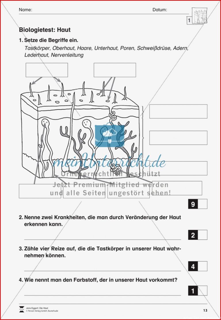 Biologietest Haut Arbeitsblätter meinUnterricht