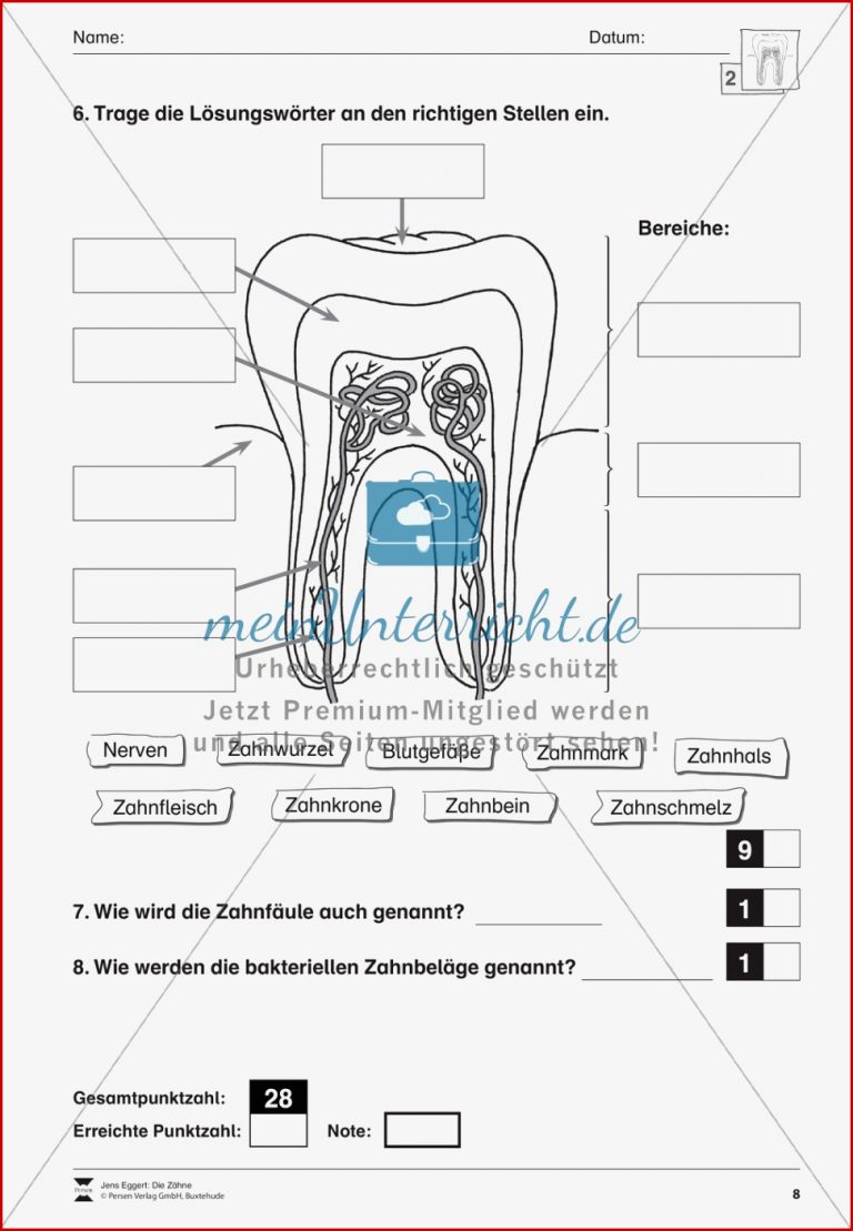 Biologietest Zähne Übungen Meinunterricht