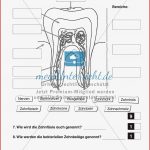 Biologietest Zähne Übungen Meinunterricht