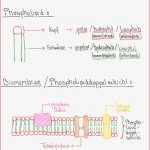 Biomembran Aufbau Und Funktion Pdf