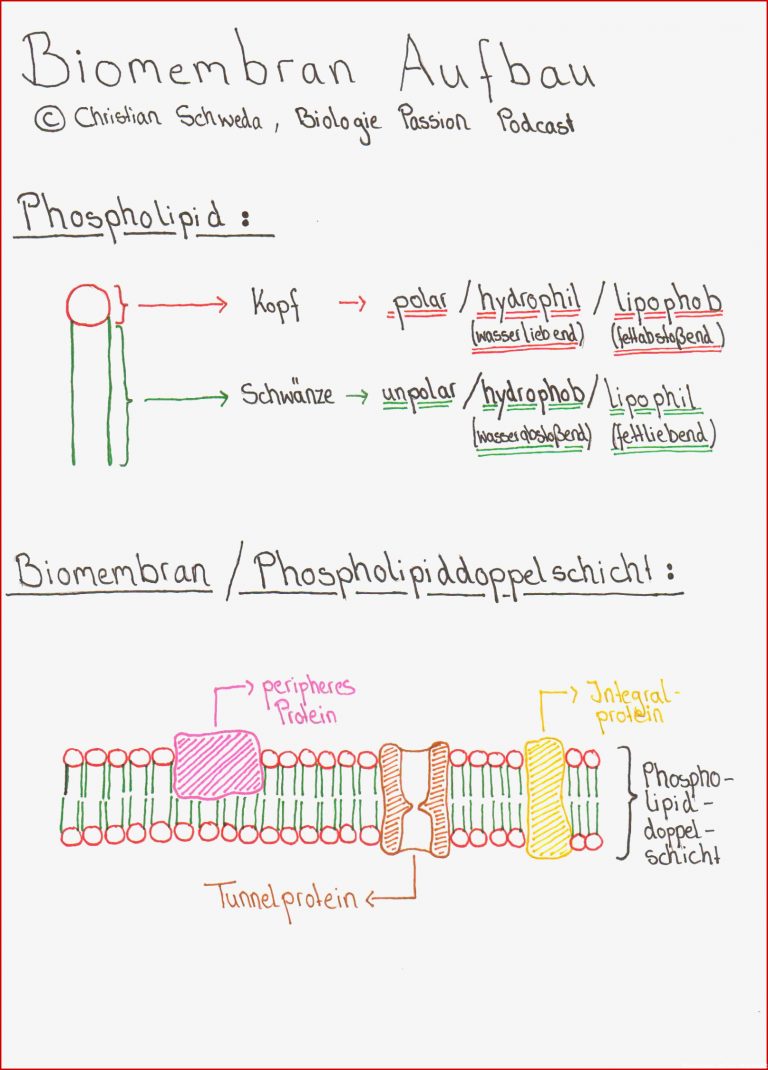 Biomembran Aufbau Und Funktion Pdf