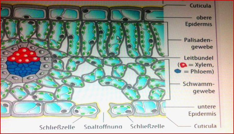 Blattaufbau erklären Biologie leicht gemacht