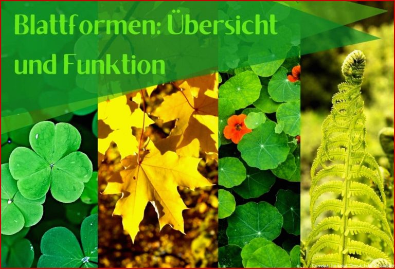 Blattformen Übersicht und Funktion