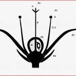 Blütendiagramm