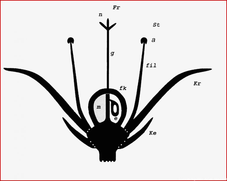 Blütendiagramm