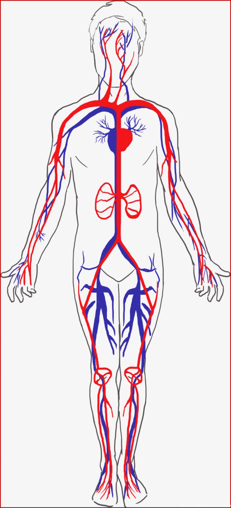 Blut Herz Kreislauf System online lernen