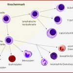 Blutbildung Hämatopoese Med Kom