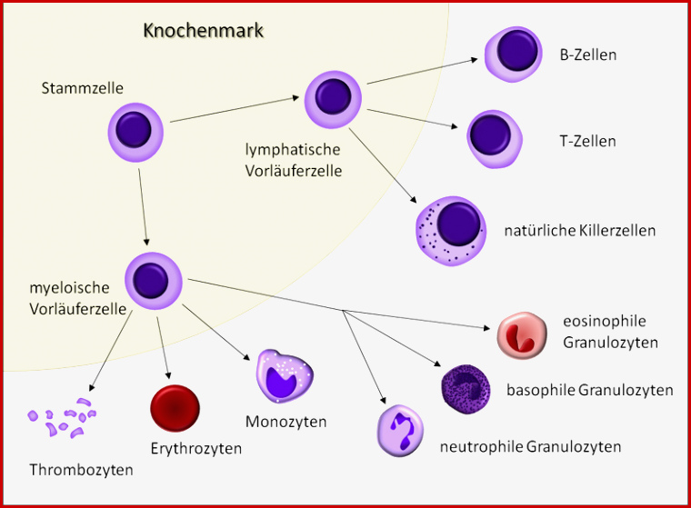 Blutbildung Hämatopoese Med Kom