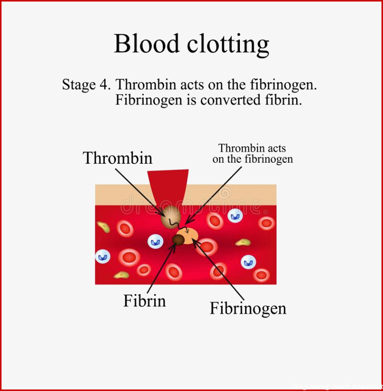 Blutgerinnung Stadium 4 Infographics Auch Im Corel
