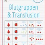 Blutgruppen & Transfusion – Zuordnungsaktivität