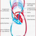 Blutkreislauf Arbeitsblätter Zum Ausdrucken