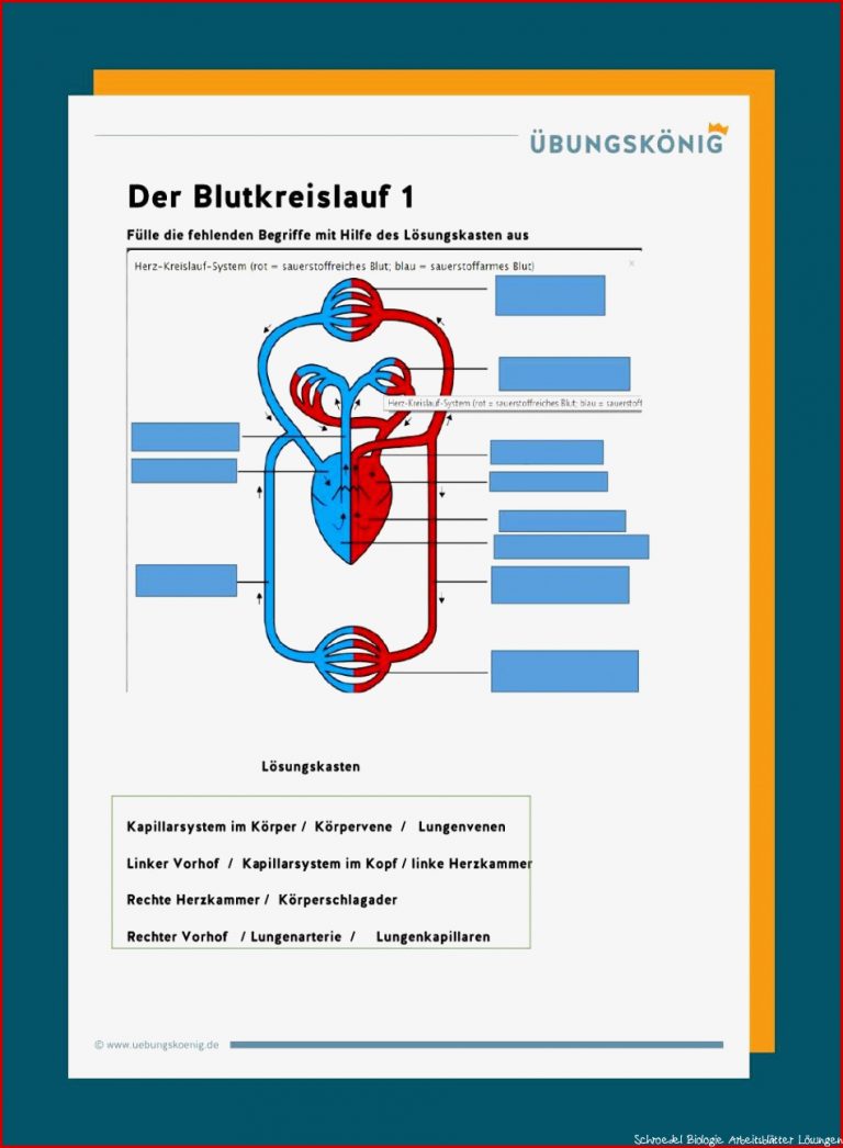 Blutkreislauf Arbeitsblätter Zum Ausdrucken Worksheets