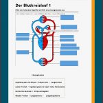 Blutkreislauf Arbeitsblätter Zum Ausdrucken Worksheets