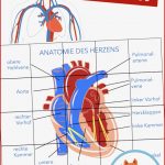 Blutkreislauf Arbeitsblätter Zum Ausdrucken Worksheets