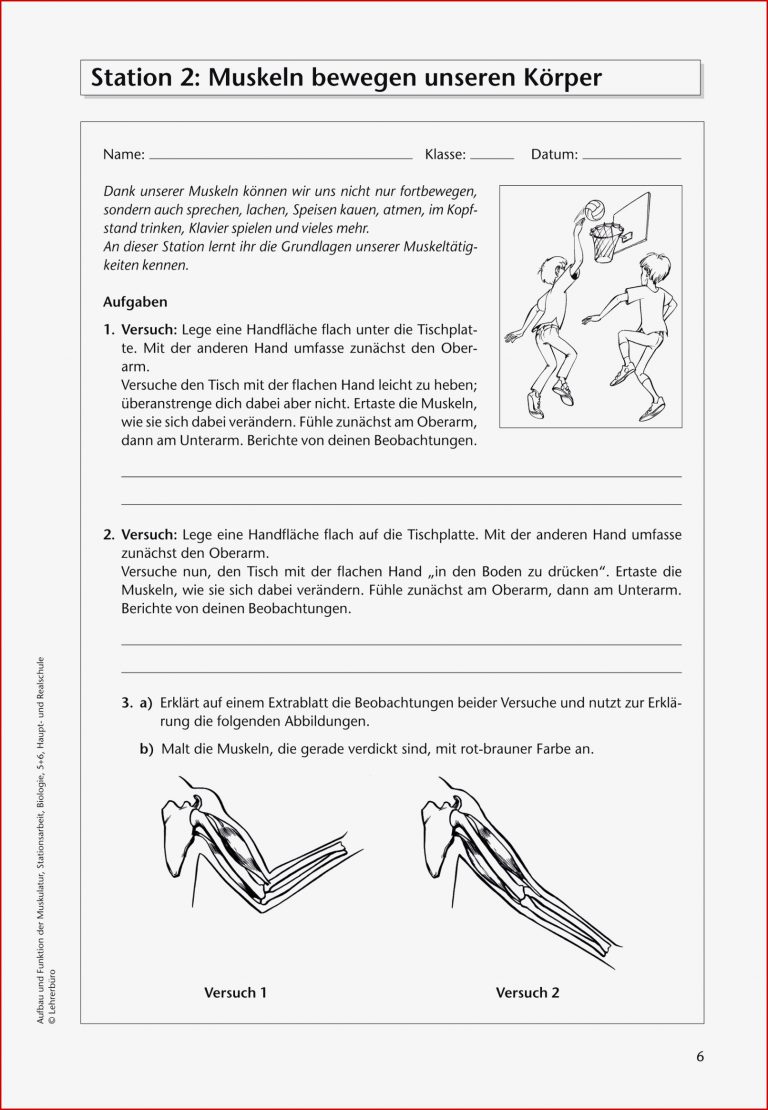 Blutkreislauf Arbeitsblatt 5 Klasse Blutkreislauf