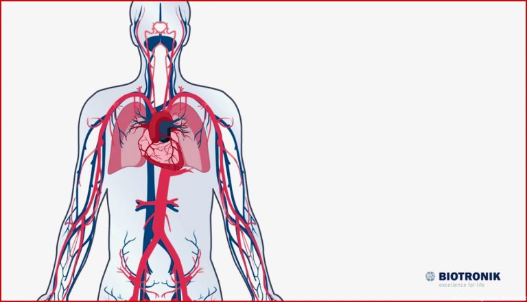 Blutkreislauf arbeitsblatt herz kreislauf system