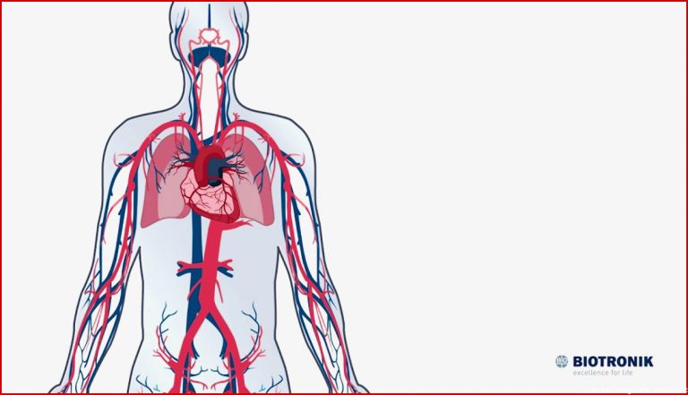 Blutkreislauf Arbeitsblatt Herz Kreislauf System