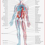 Blutkreislauf Arbeitsblatt Herz Kreislauf System