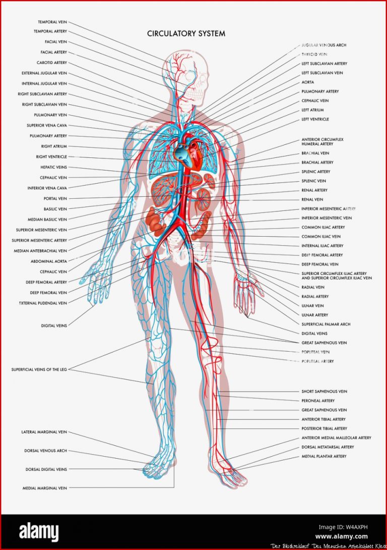 Blutkreislauf Arbeitsblatt Herz Kreislauf System