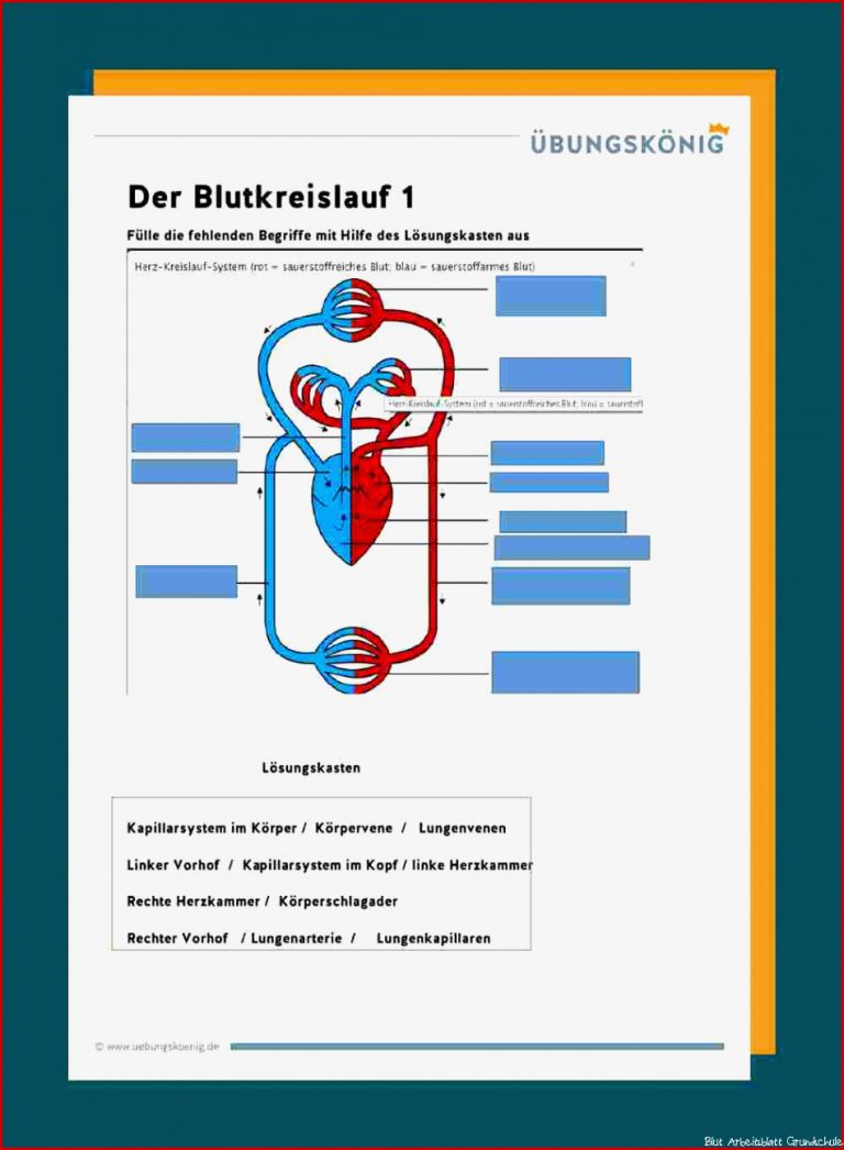 Blutkreislauf Arbeitsblatt Herz Kreislauf System Beschriftung