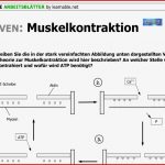 Blutkreislauf Arbeitsblatt Lösung Mark Clifford Schule