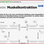 Blutkreislauf Arbeitsblatt Lösung Mark Clifford Schule