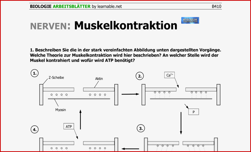 Blutkreislauf Arbeitsblatt Lösung Mark Clifford Schule