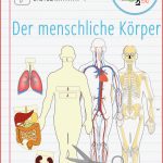 Blutkreislauf Grundschule Arbeitsblätter Worksheets