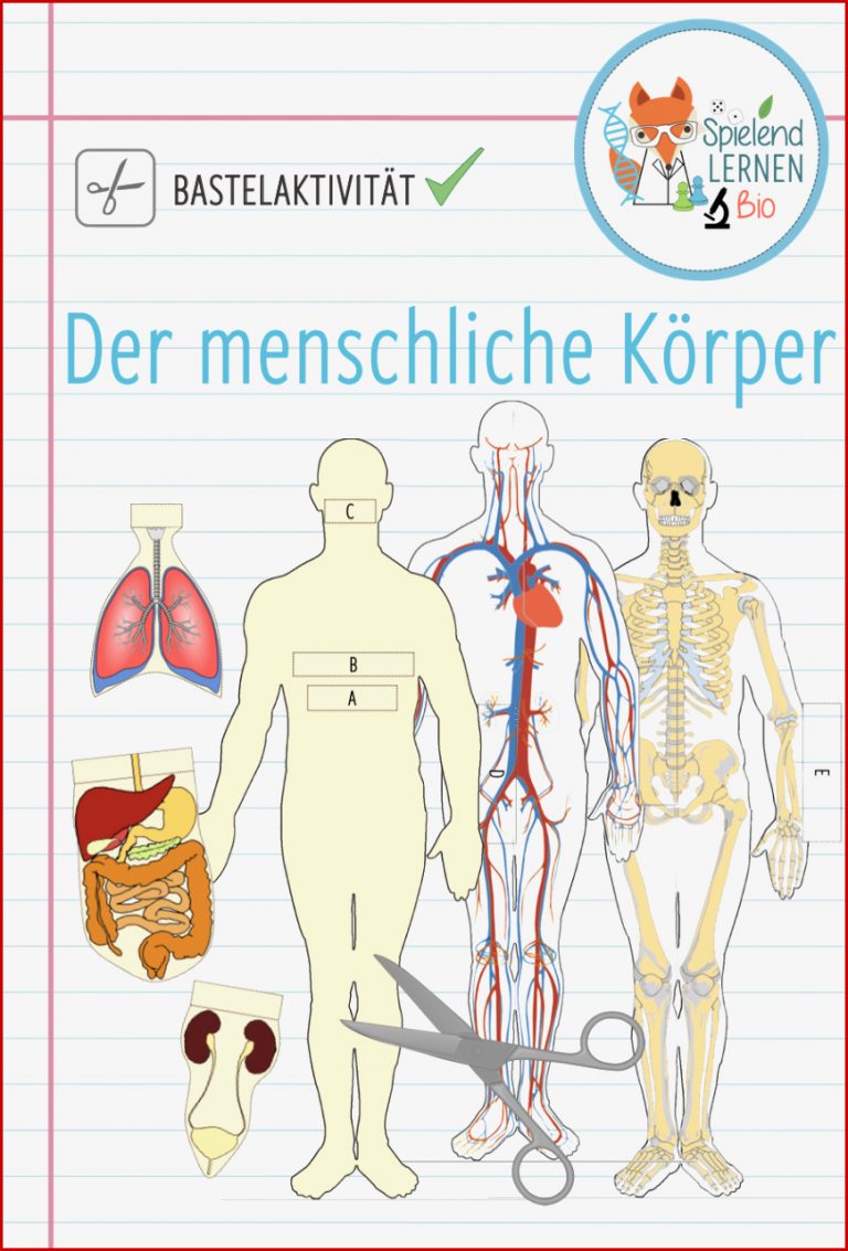 Blutkreislauf Grundschule Arbeitsblätter Worksheets