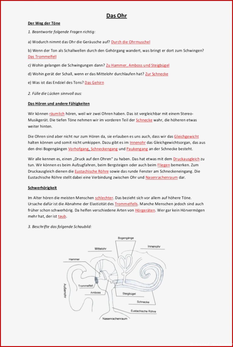 Blutkreislauf Grundschule Arbeitsblätter Worksheets