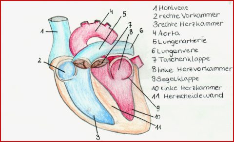 Blutkreislauf Herz Arbeitsblatt