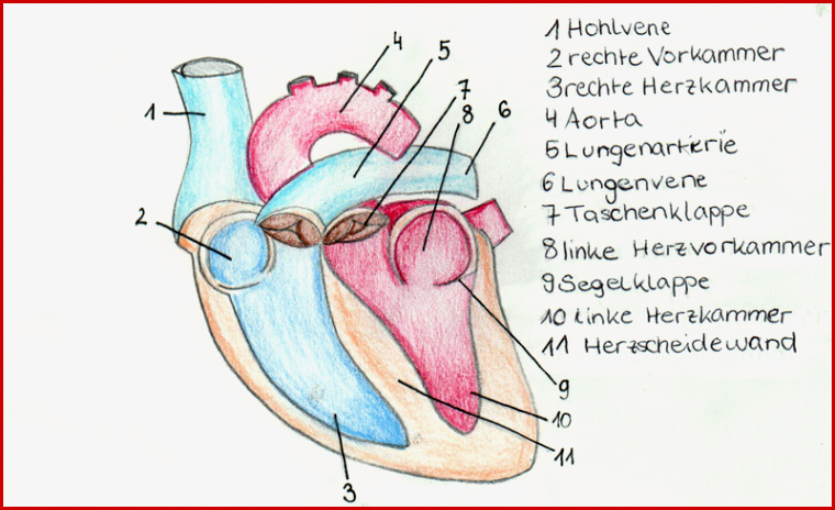 Blutkreislauf Herz Arbeitsblatt