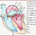 Blutkreislauf Herz Arbeitsblatt