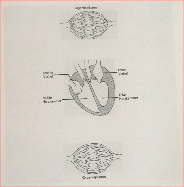 Blutkreislauf Im Menschlichen Körper Arbeitsblatt Schule