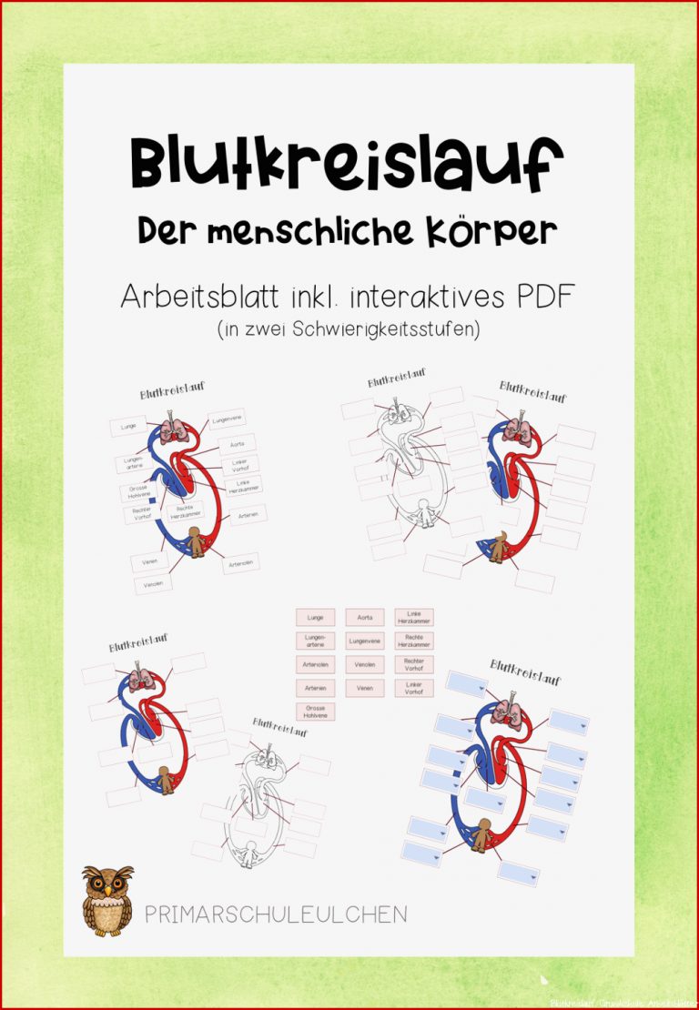 Blutkreislauf Körper Arbeitsblätter Inkl Interaktive