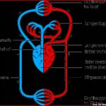 Blutkreislauf Physiologie