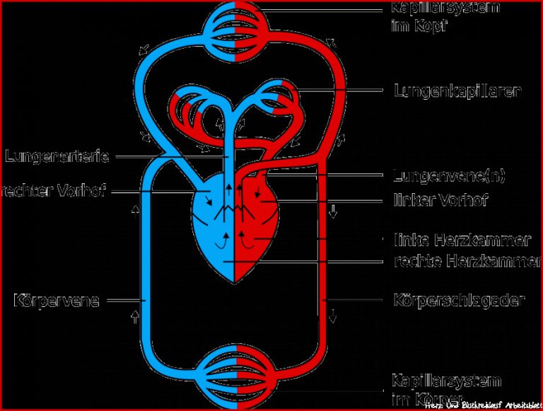 Blutkreislauf Physiologie