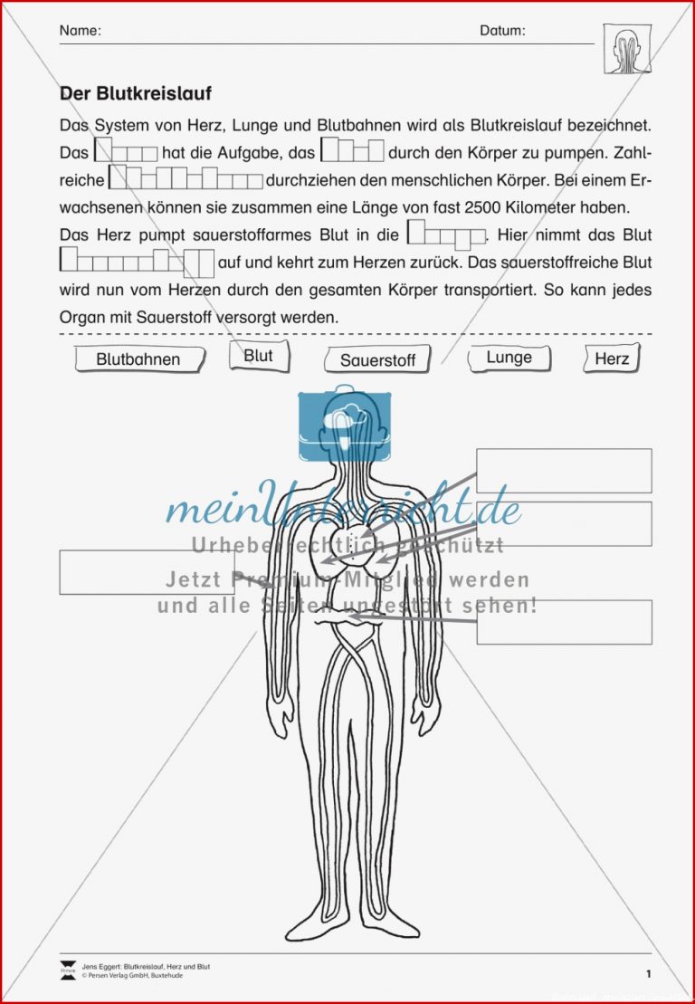 Blutkreislauf Und Herz Meinunterricht