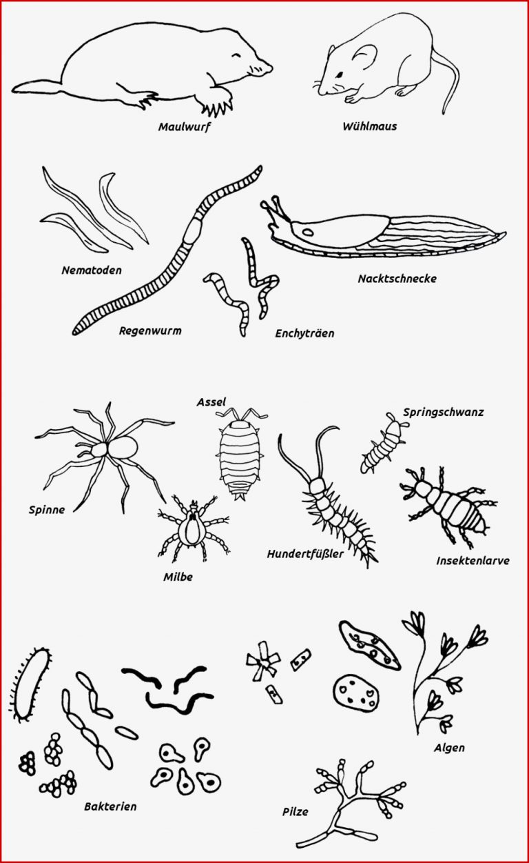 Bodenlebewesen Und Mikroorganismen – Lernen Mit Serlo