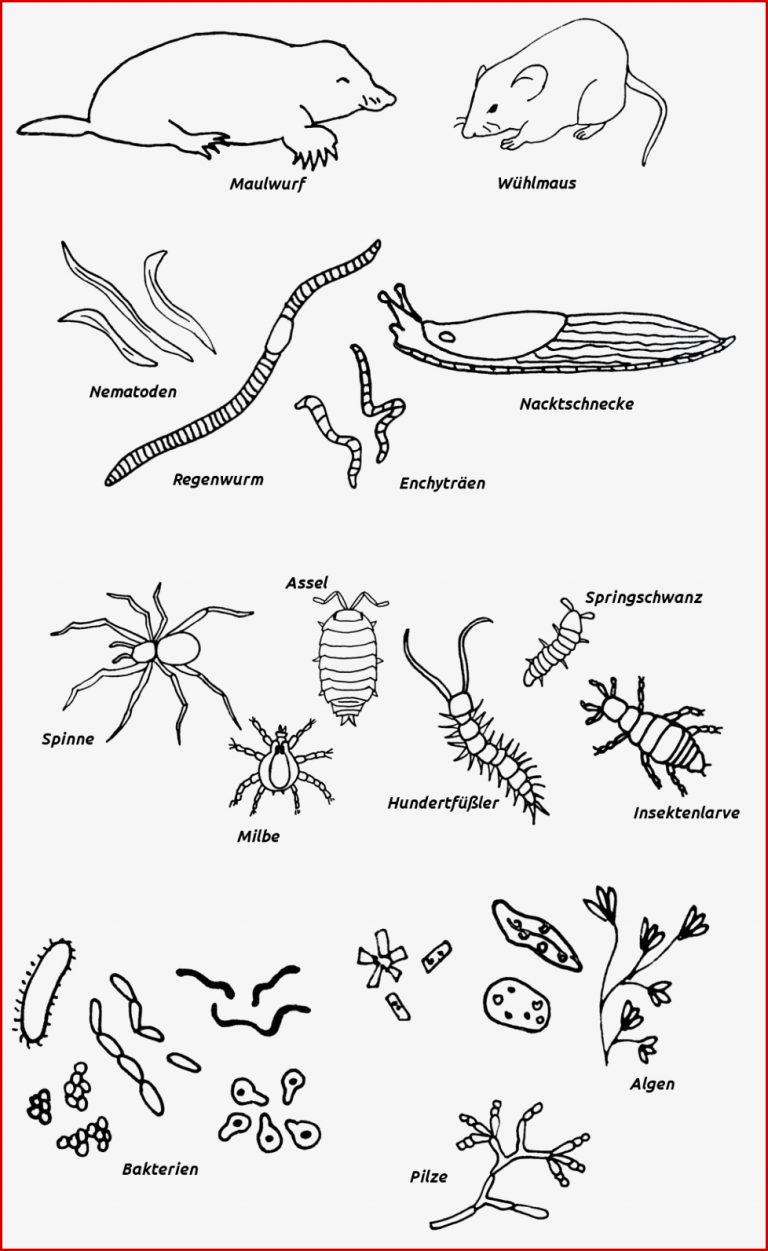 Bodenlebewesen und Mikroorganismen – lernen mit Serlo