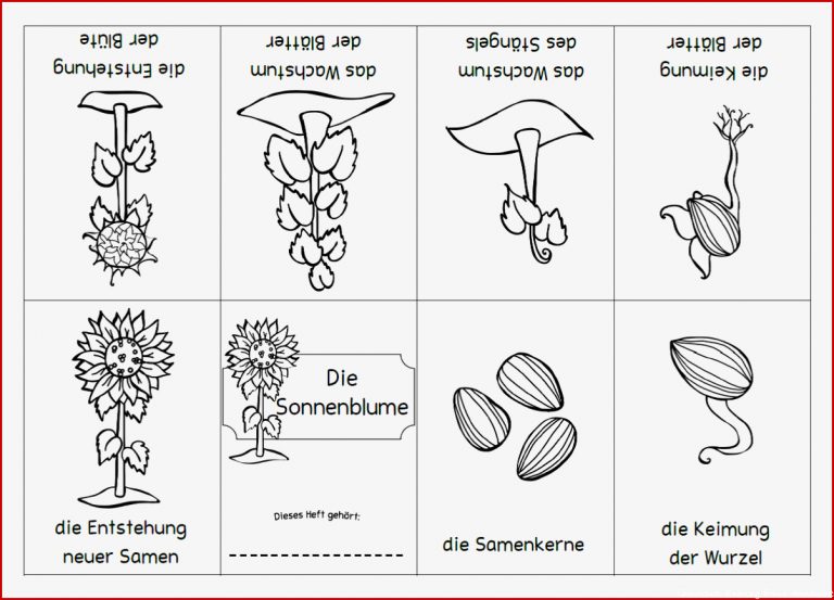 Bohnensamen Keimung Bohne Arbeitsblatt Ethel Flannery Schule