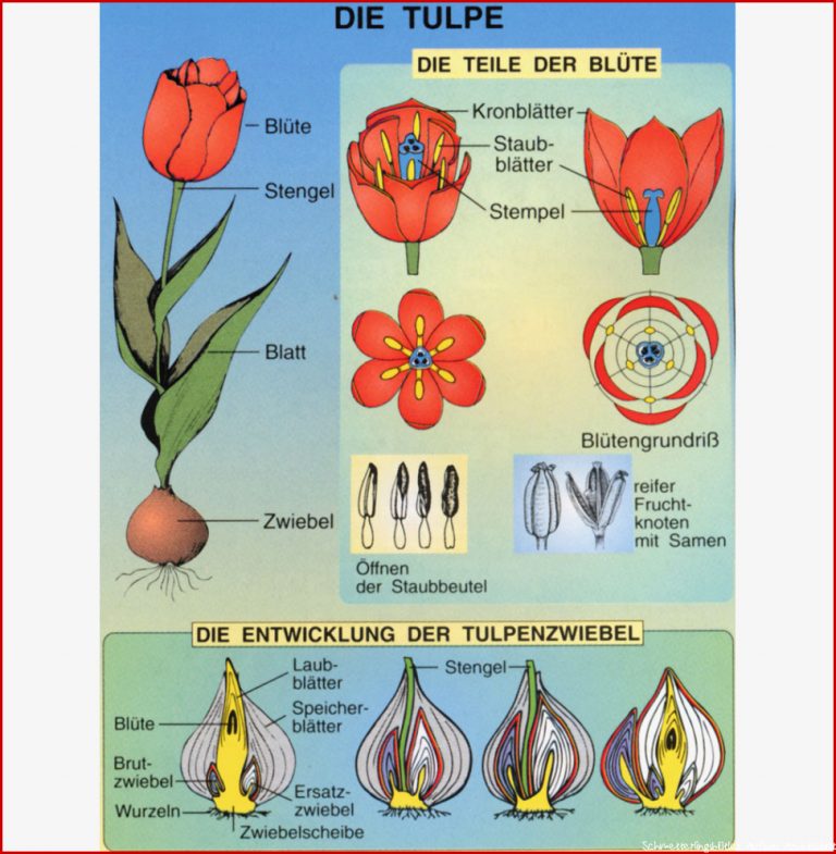 Botanik 1 Blütenpflanzen ST 2010