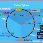 Calvin Zyklus â¢ Ãberblick, Einzelschritte Und Bilanz Â· [mit Video]