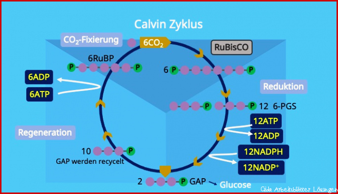 Calvin Zyklus â¢ Überblick, Einzelschritte und Bilanz Â· [mit Video]