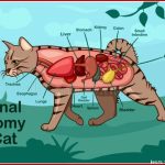 Cat Anatomy Interne Anatomie Einer Katze Stock Abbildung