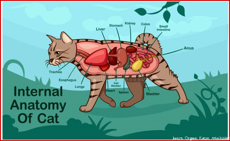 Cat Anatomy Interne Anatomie Einer Katze Stock Abbildung