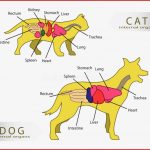 Cat Anatomy Interne Anatomie Einer Katze Stock Abbildung