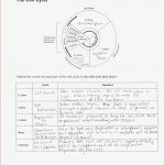 Cell Reproduction Mitosis and Meiosis Worksheet Answers