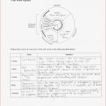 Cell Reproduction Mitosis and Meiosis Worksheet Answers